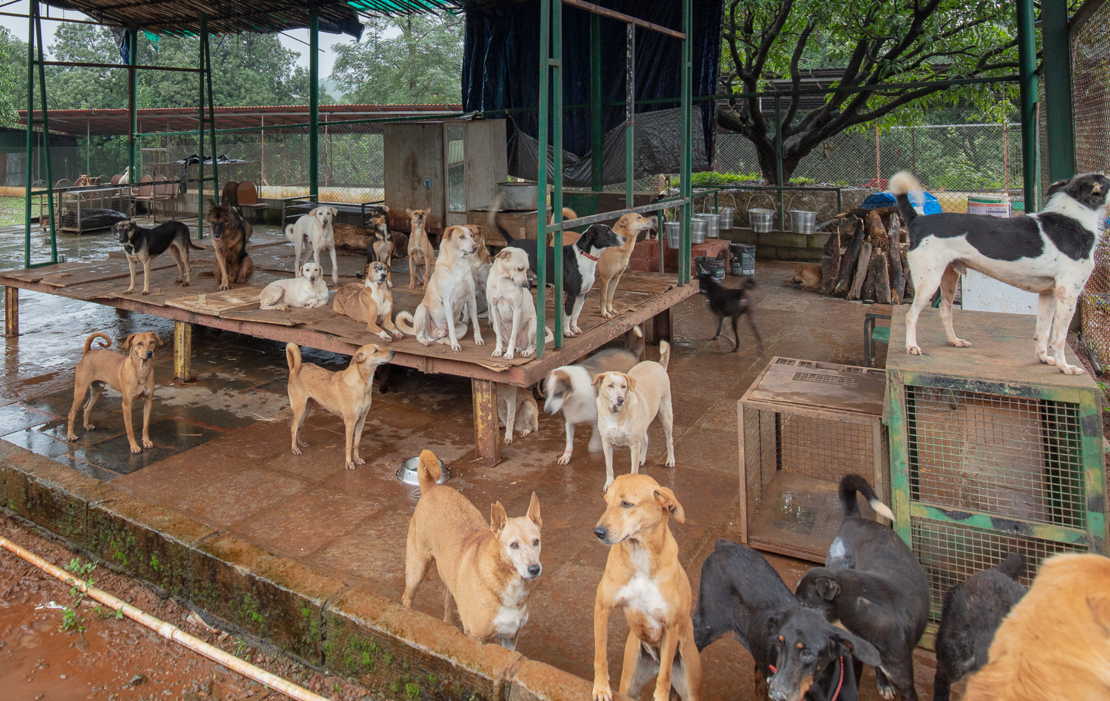 Open hillside at the cageless Kolad sanctuary
