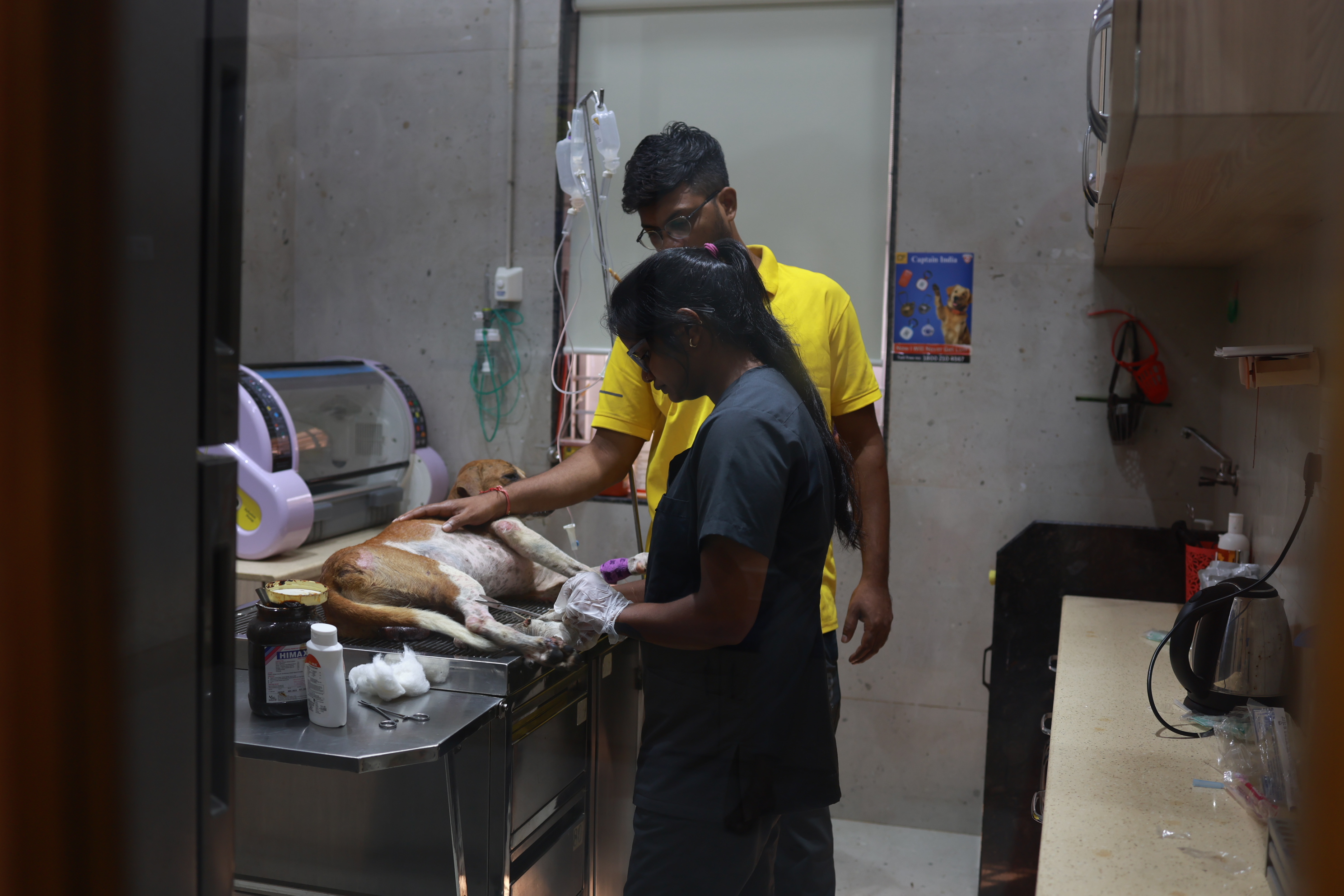 A dog receiving veterinary care at AMTM