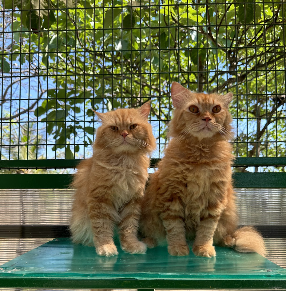 Two rescued cats ready for adoption