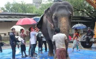 Large animal rescue during Operation Shera