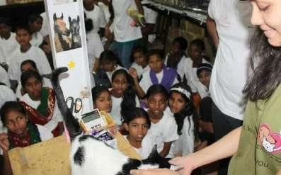 Cats from the Catzilla feline programme