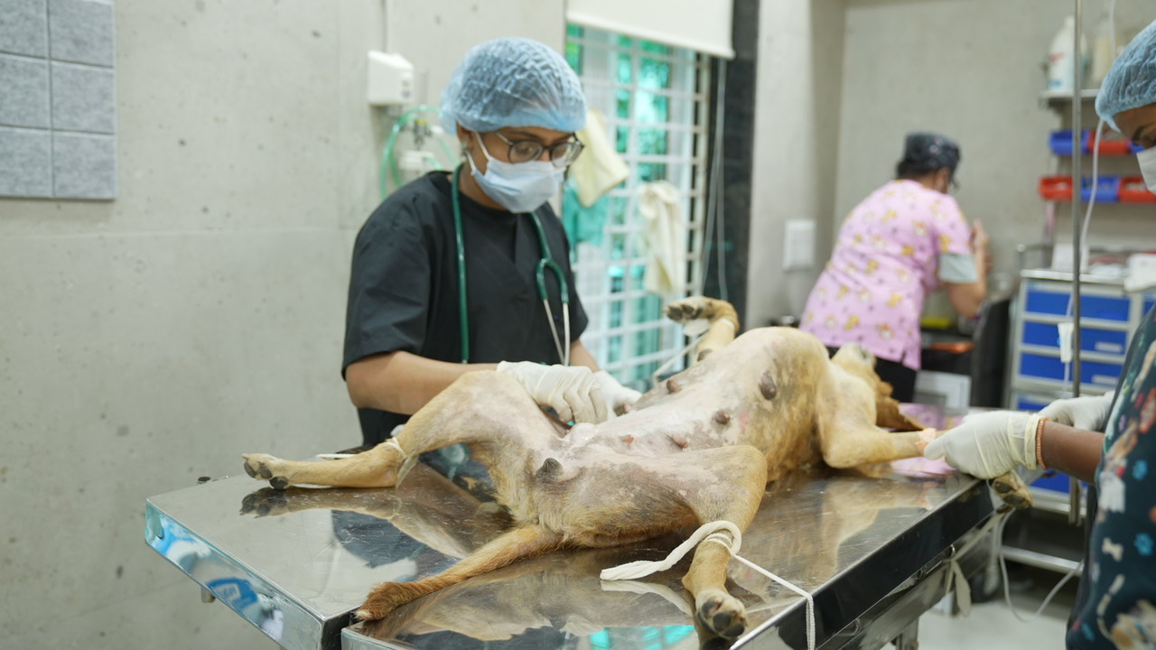 AMTM veterinary team treating a dog during a CNVR procedure