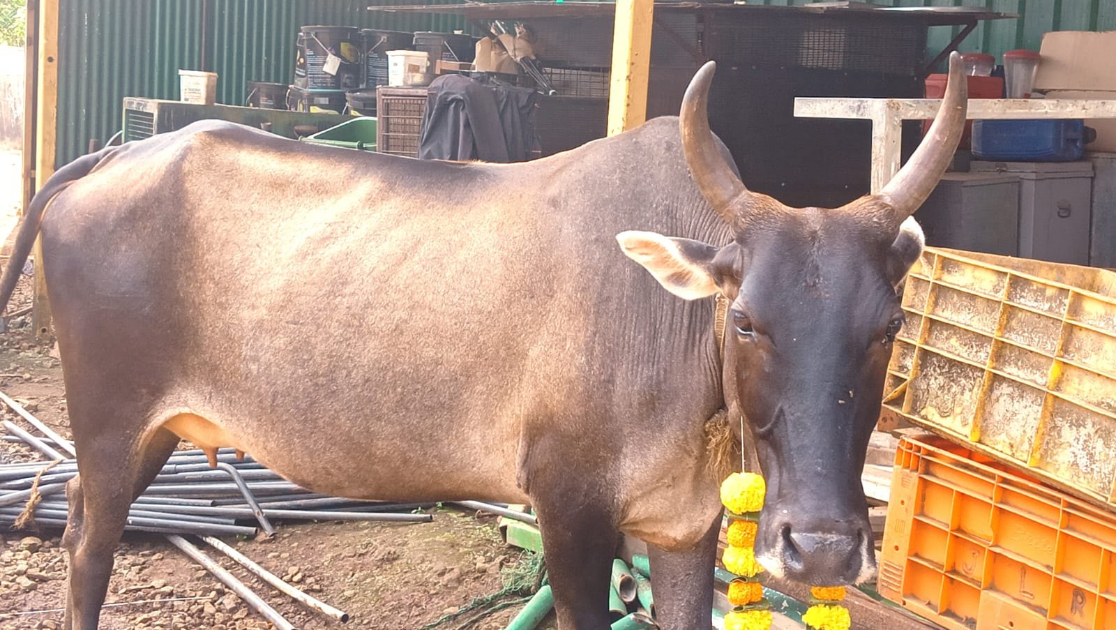 Cattle in AMTM’s care