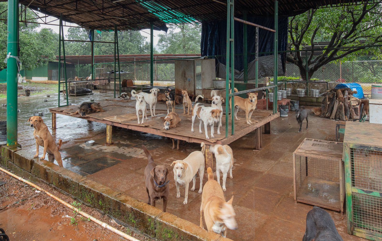 Dogs gathered in the AMTM sanctuary enclosure
