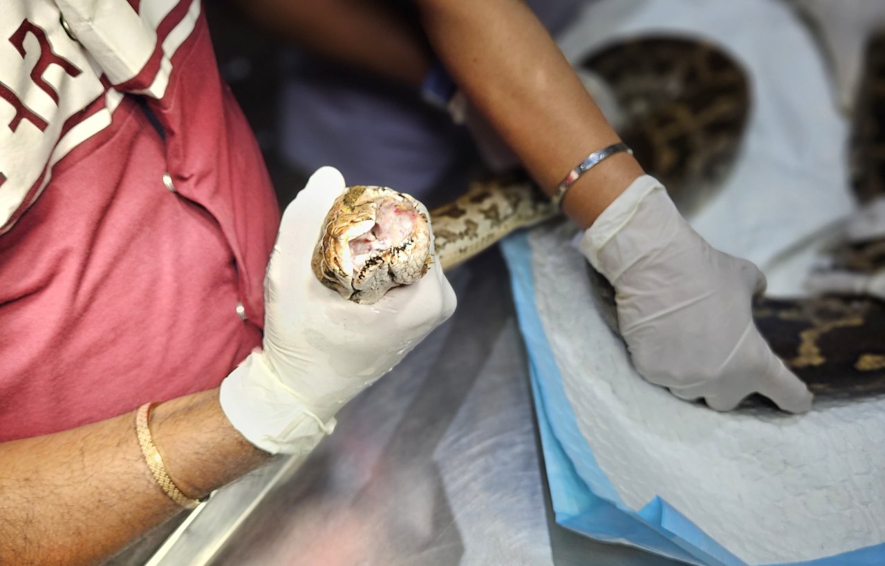 The rescue team caring for an owl