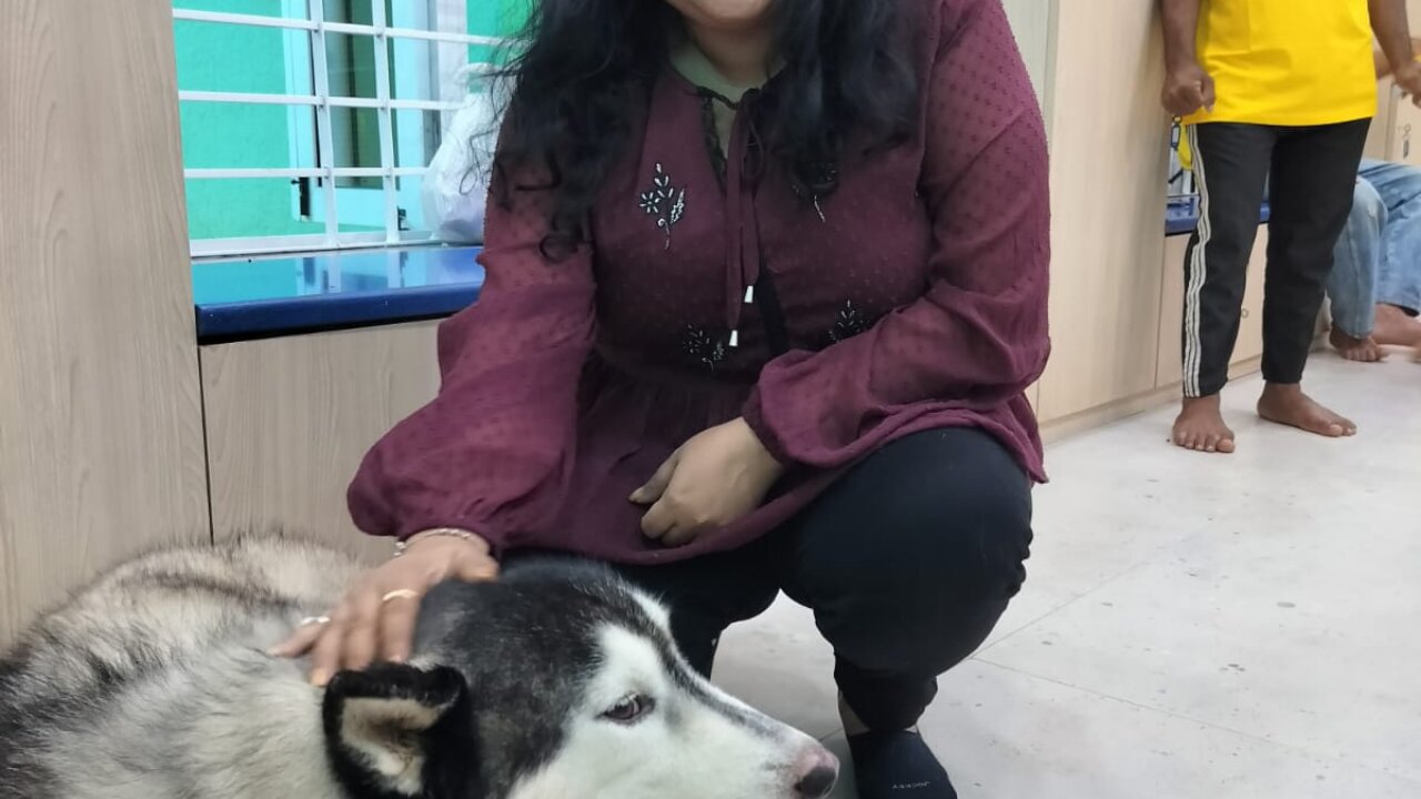 A dog resting in AMTM care