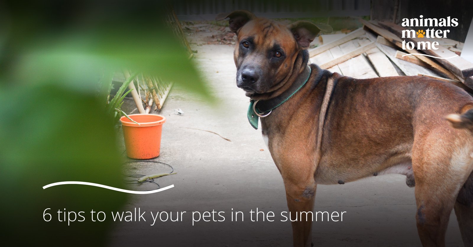 6 tips to walk your pets in the summer