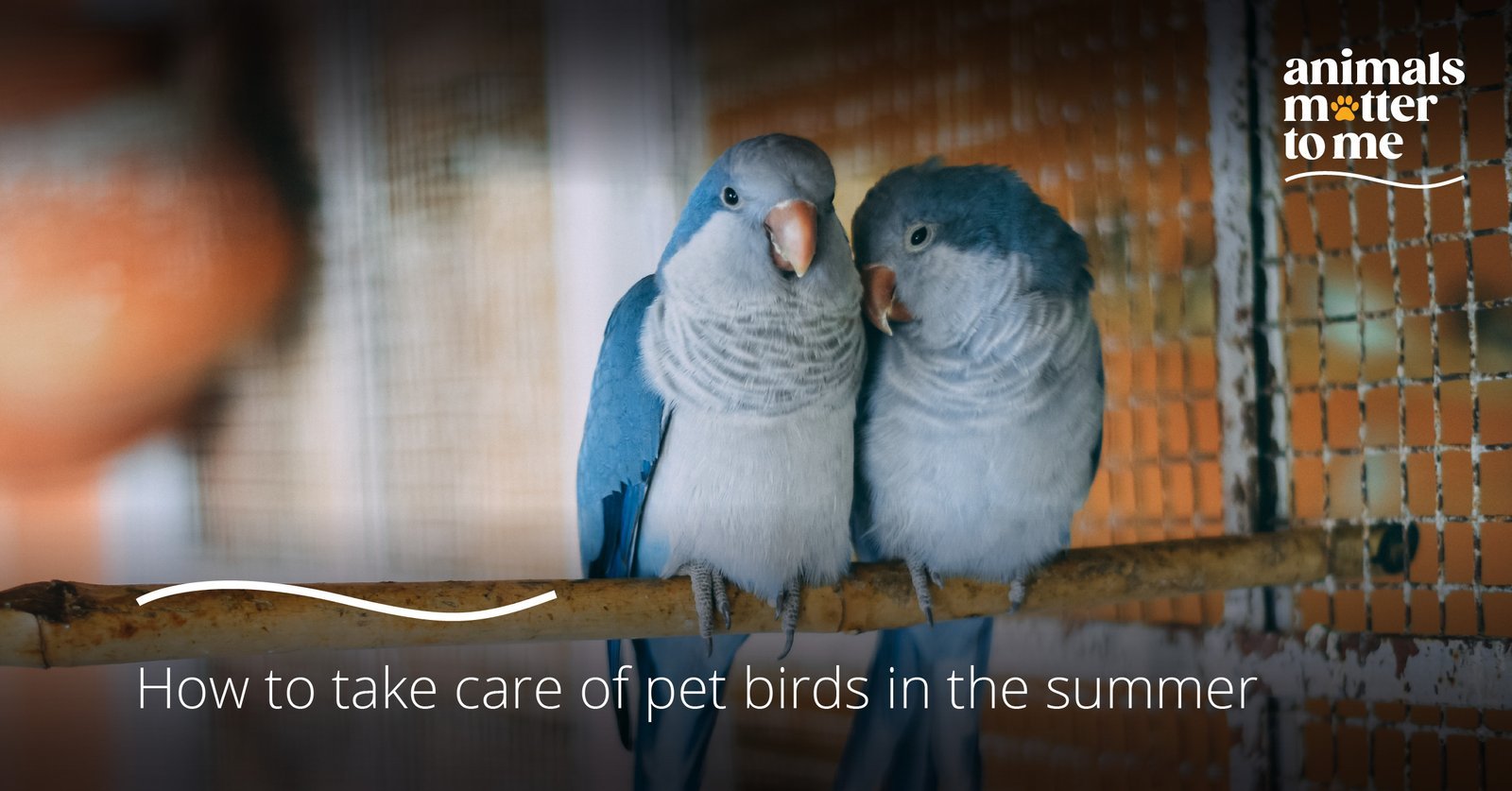 How to take care of pet birds in the summer