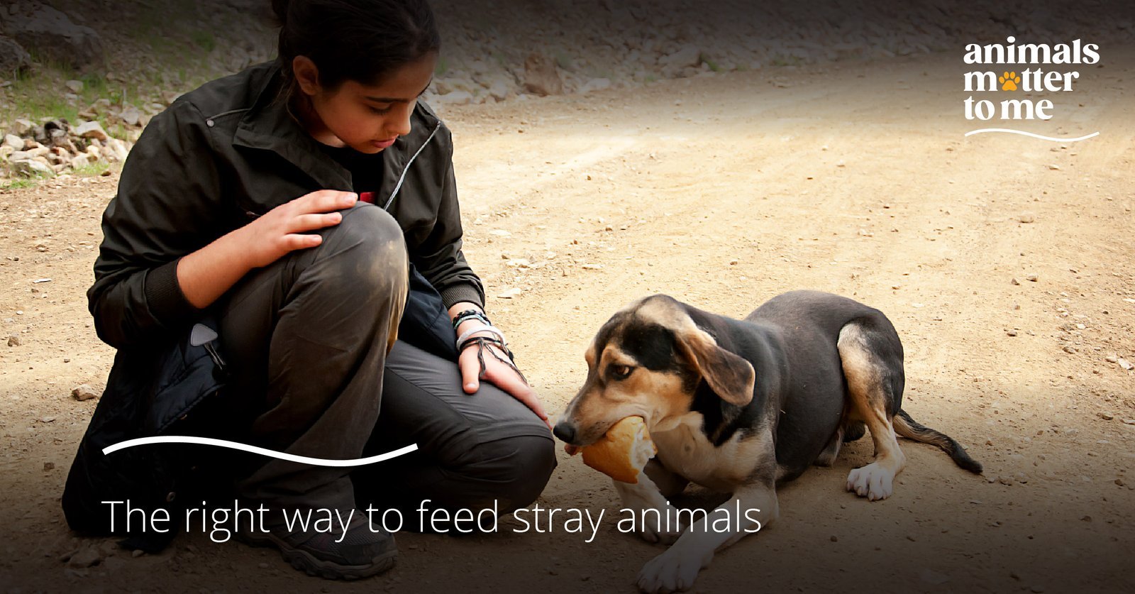 feed Stray animals