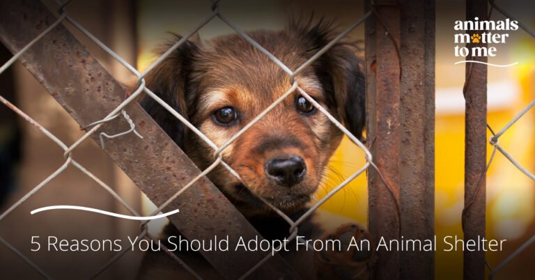 5 Reasons You Should Adopt From An Animal Shelter - Animal Matter To Me