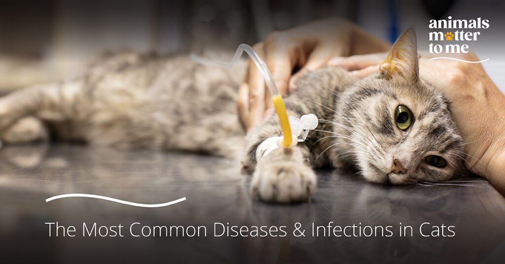 The Most Common Diseases & Infections In Cats - Animal Matter To Me