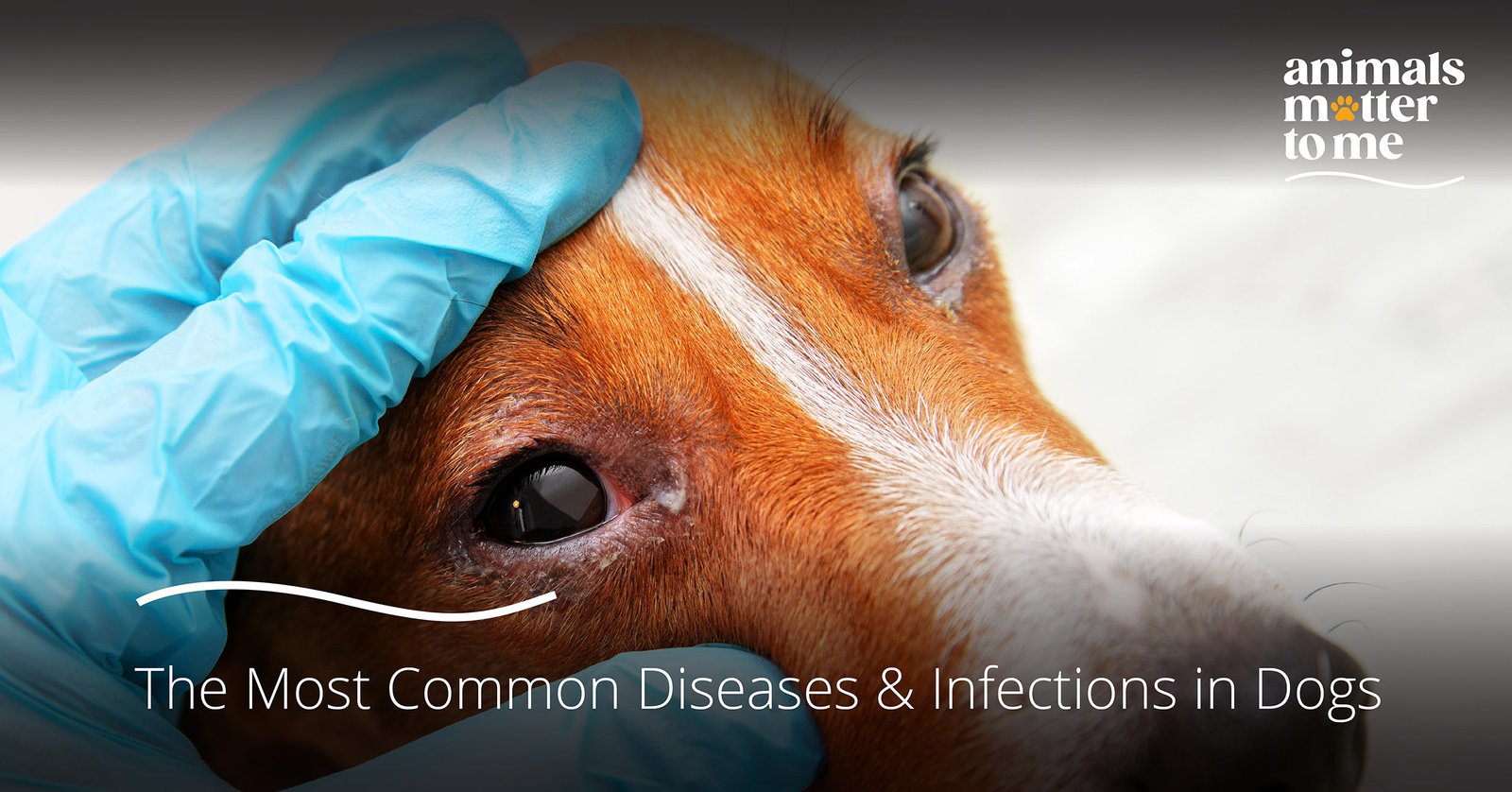 The Most Common Diseases Infections In Dogs Animal Matter To Me