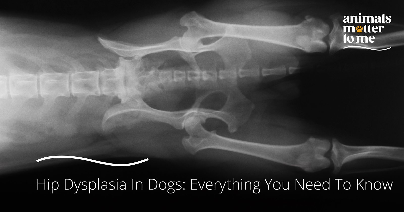 Hip Dysplasia In Dogs