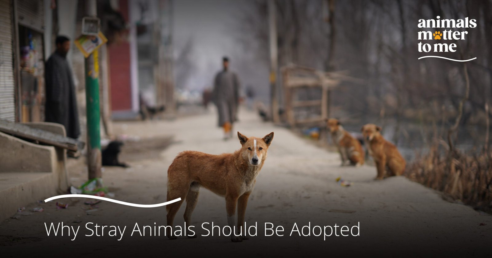 why should we take care of stray animals