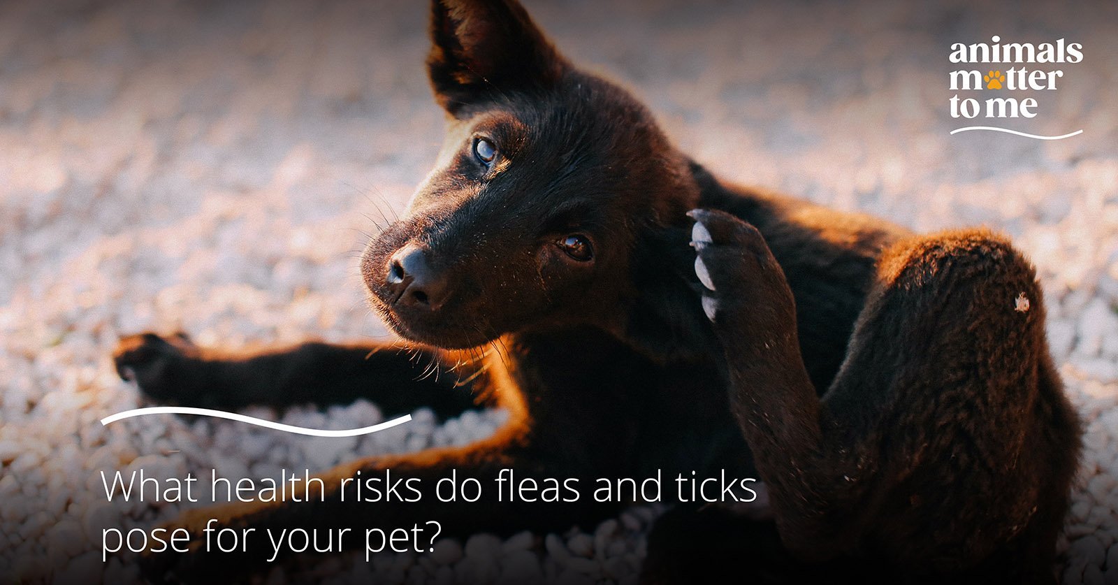 Fleas and ticks