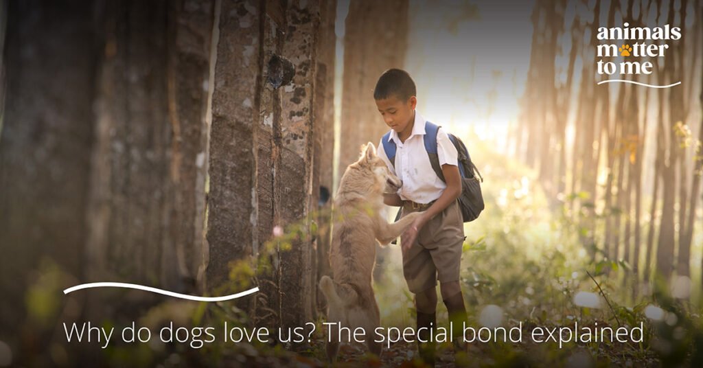 Why do dogs love us? The special bond explained - Animal Matter To Me