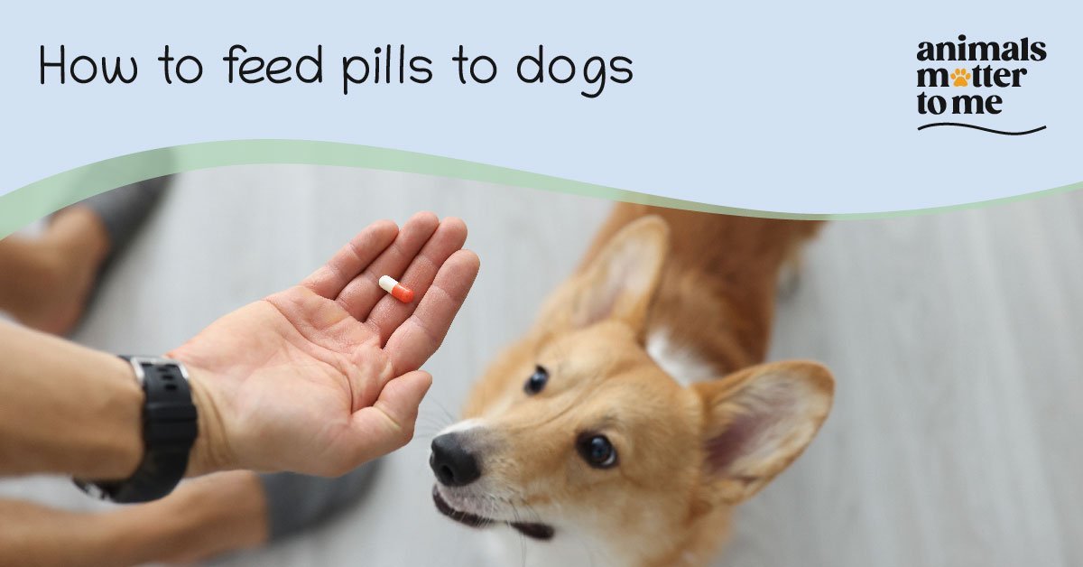 How to feed pills to dogs - Blog Image