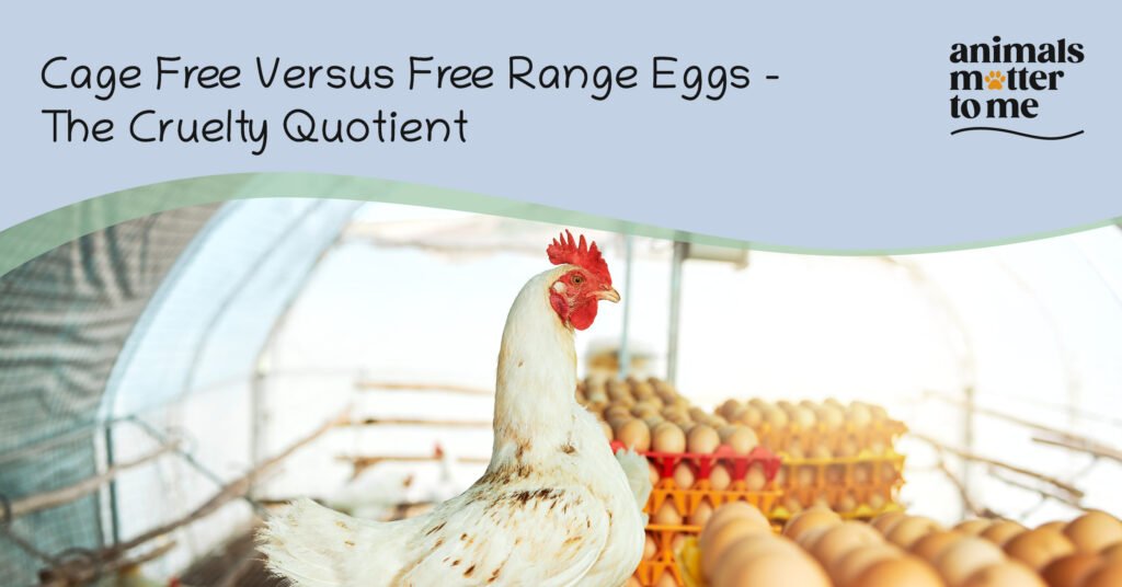 Cage Free Versus Free Range Eggs – The Cruelty Quotient - Animal Matter ...