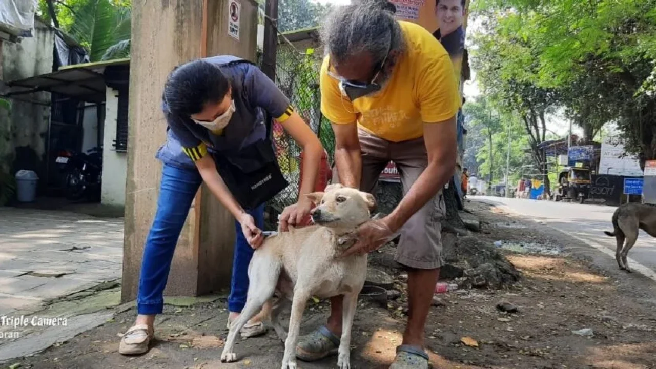 Royal-Canin-AMTM-Vaccine-8-1-1024x472